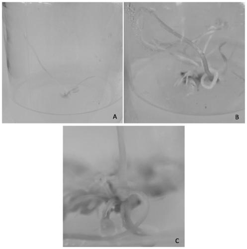 A method for efficiently inducing embryogenic callus of garlic using inflorescence rachis