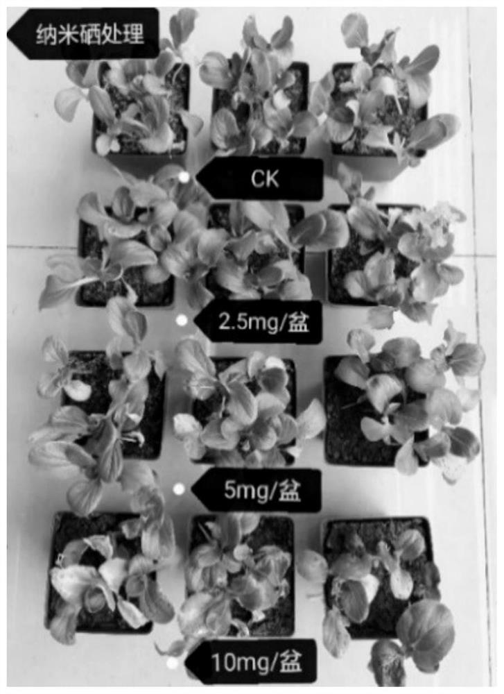 Biological agents and their application to alleviate cadmium stress in leafy vegetable planting soil