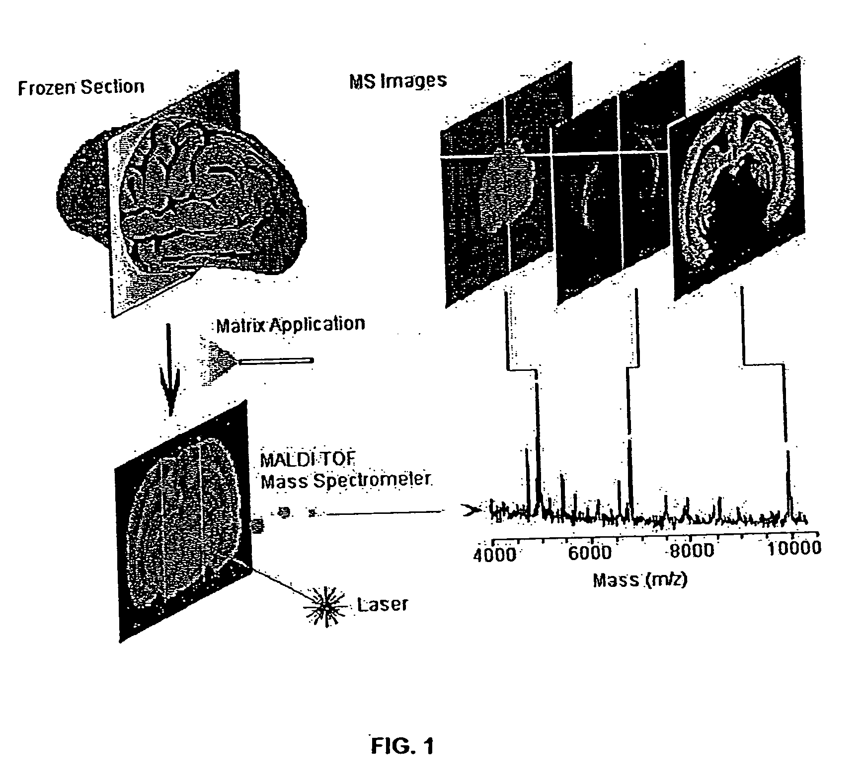 Methods and apparatuses for analyzing biological samples by mass spectrometry