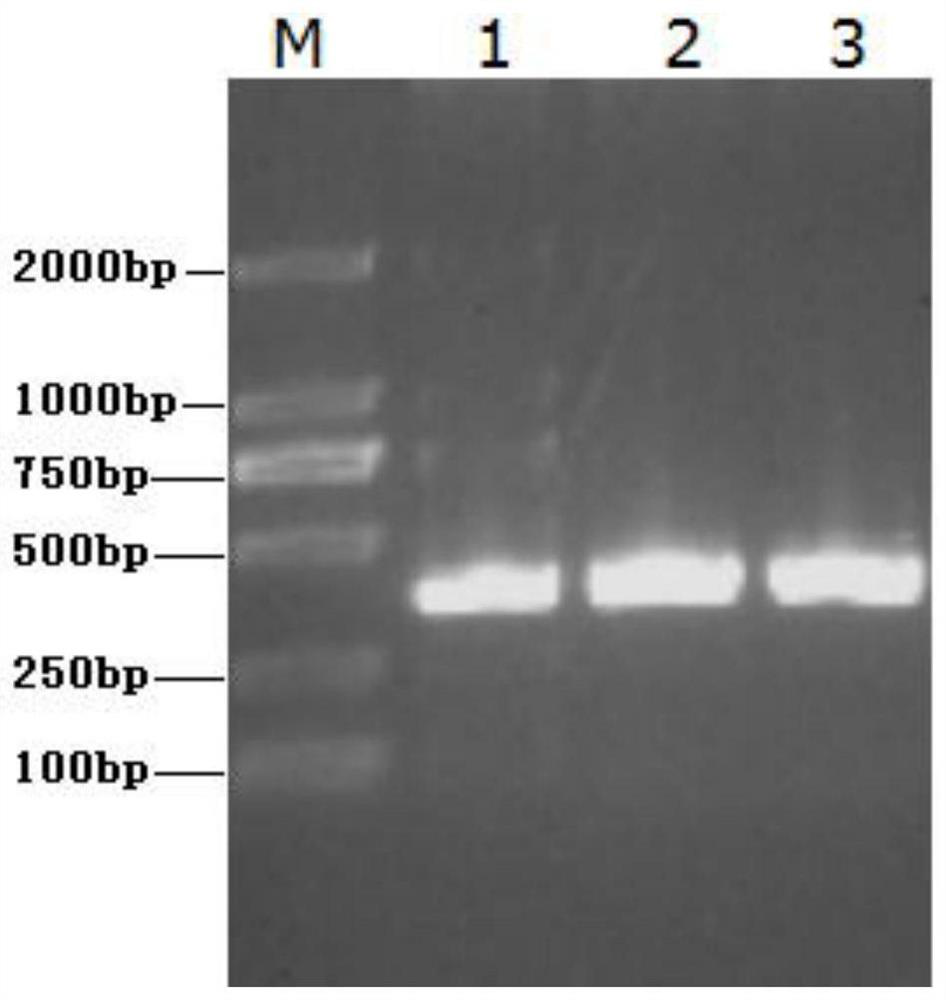 Neonatal bovine testicular sertoli cell immortalized cell line and its establishment method and application