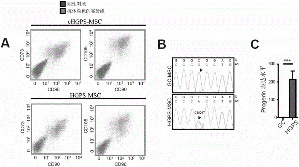 Application of oltipraz in reversal of senescence-like phenotype of Hutchinson-Gilford progeria syndrome