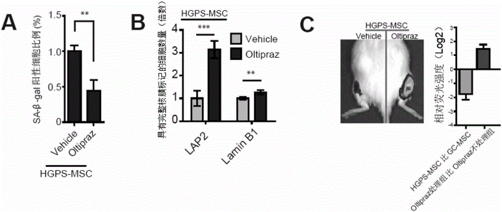 Application of oltipraz in reversal of senescence-like phenotype of Hutchinson-Gilford progeria syndrome