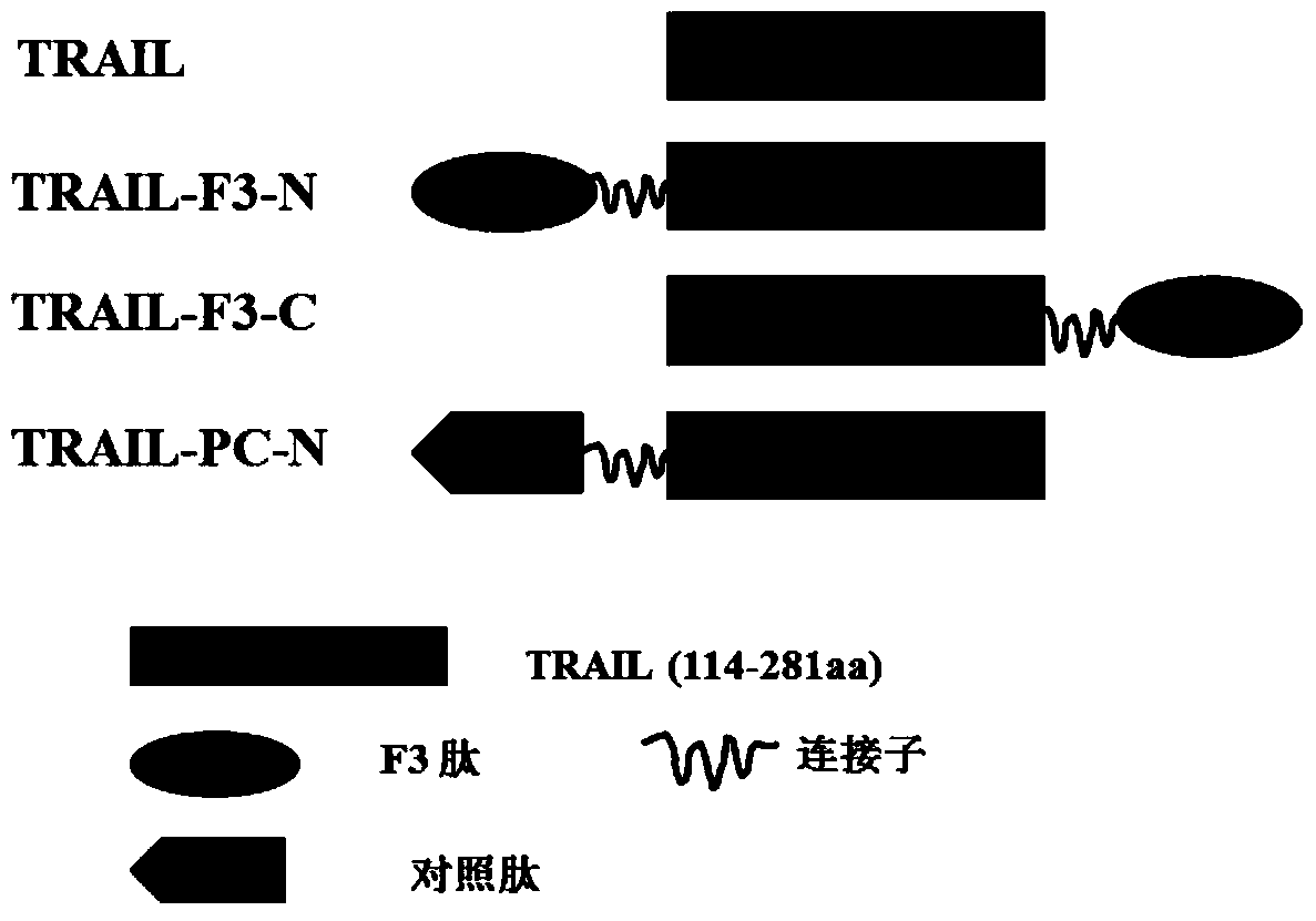 A tumor necrosis factor-related apoptosis-inducing ligand variant and its preparation method and use