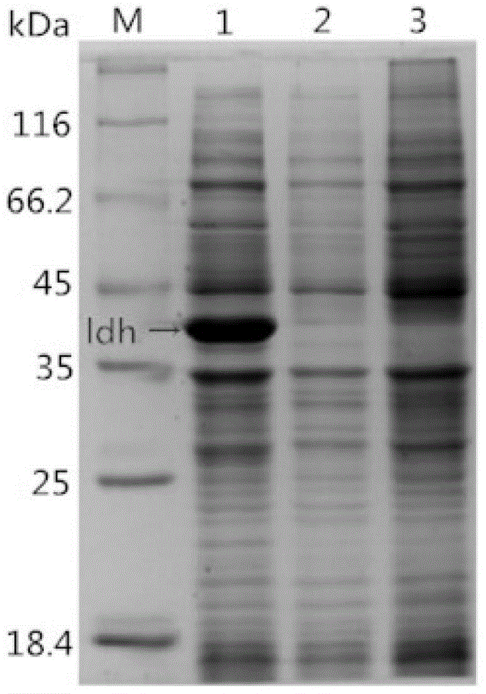 Recombinant Escherichia coli construction and (S)-2-hydroxy-3-phenylpropionic acid synthesis method