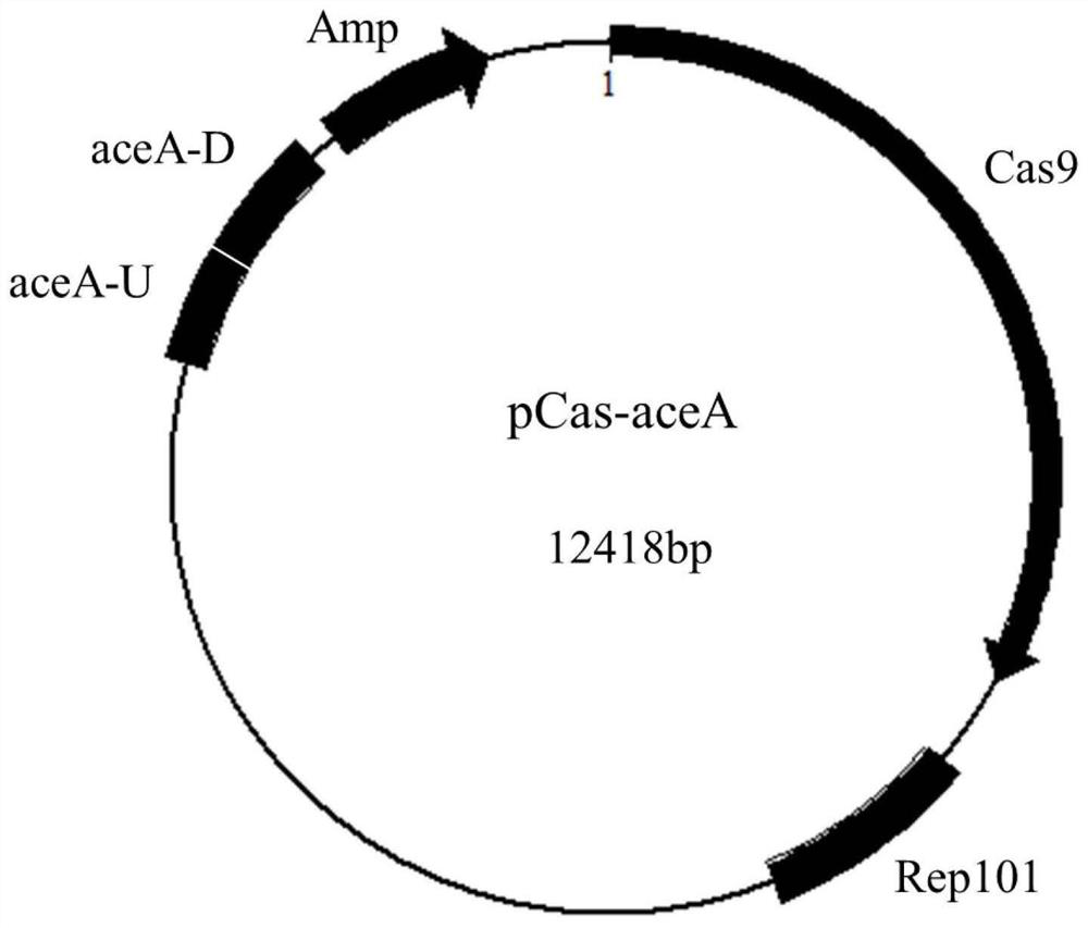 Isocitrate lyase mutant and its application in the preparation of aromatic amino acids