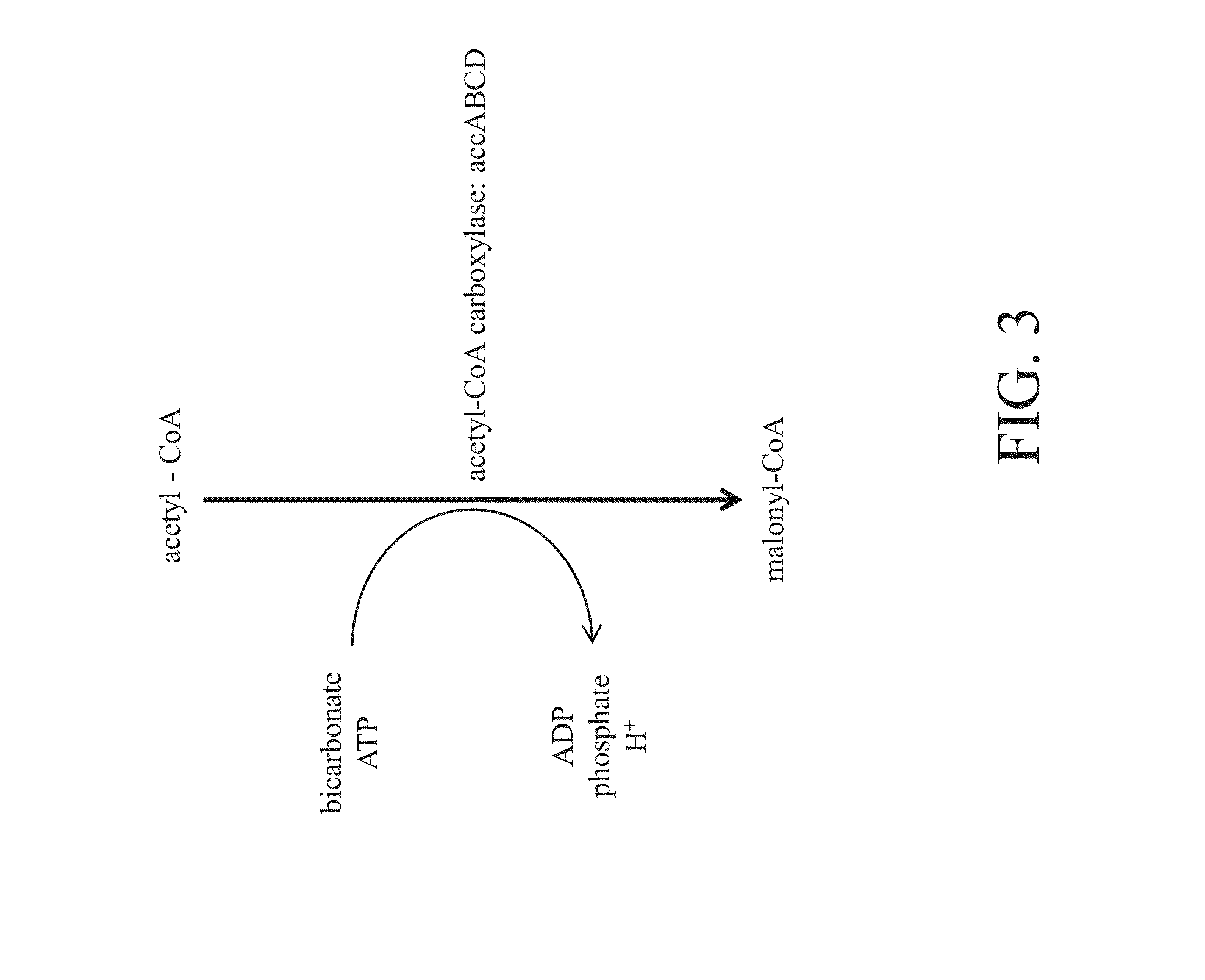 Bioproduction of chemicals