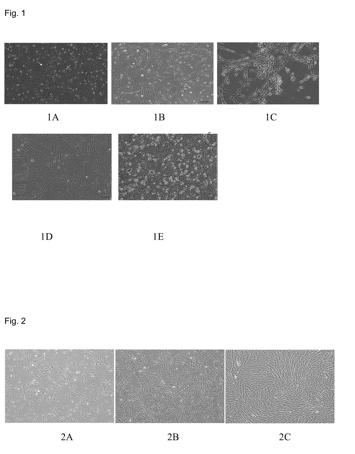 Serum-free culture medium and preparation method and application therefor