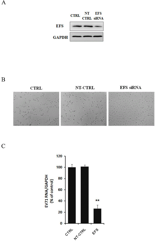 Application of protein tyrosine kinase FYN proto-oncogene in controlling enterovirus 71 infections