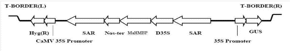 Methylobacterium extorquens heavy metal binding protein MaHMBP, MaHMBP encoding gene, plant binary vector and application