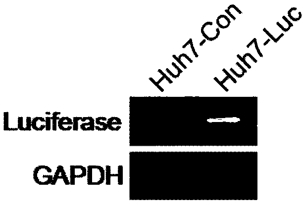 Method for constructing luciferase high-expressed stable cell line and cell line