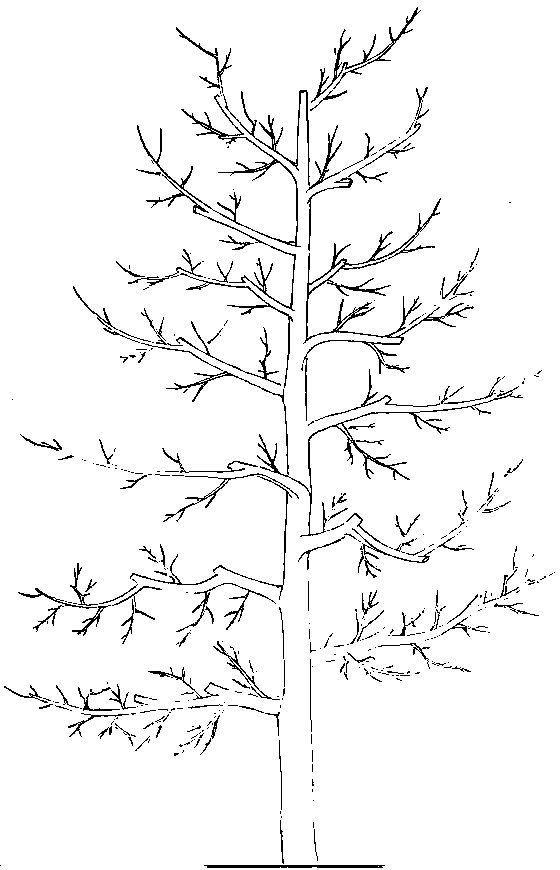 Carya illinoensis spindle-shaped tree and shaping method thereof