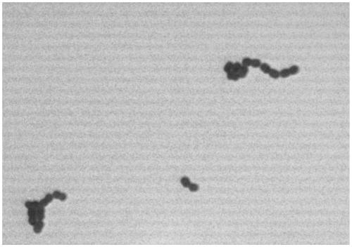 Lactic acid bacterium composition and application thereof