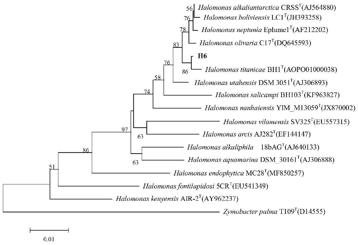 Halomonas strain H6, composition and application thereof in salt tolerance and growth promoting