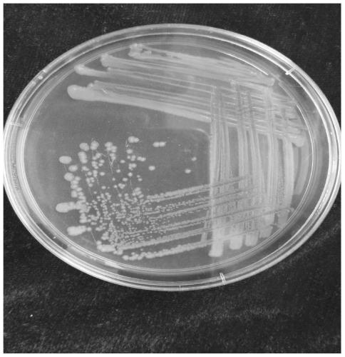 Halomonas strain H6, composition and application thereof in salt tolerance and growth promoting