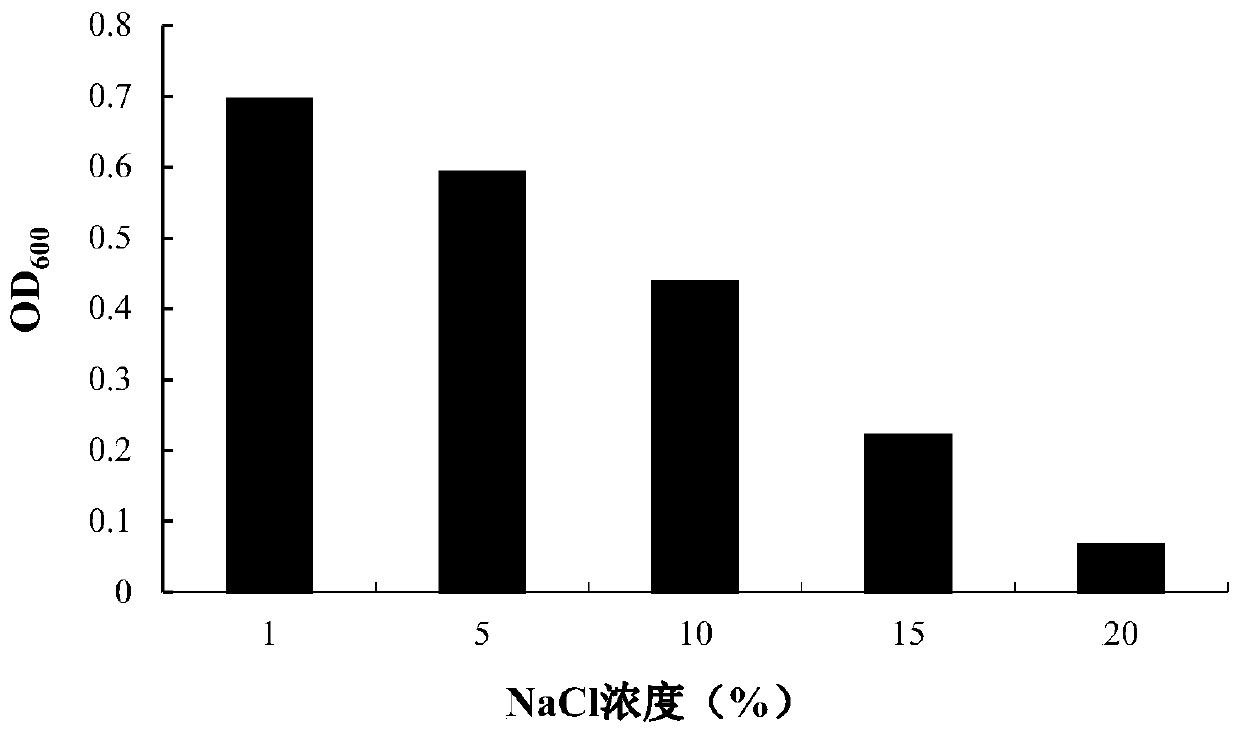 Halomonas strain H6, composition and application thereof in salt tolerance and growth promoting