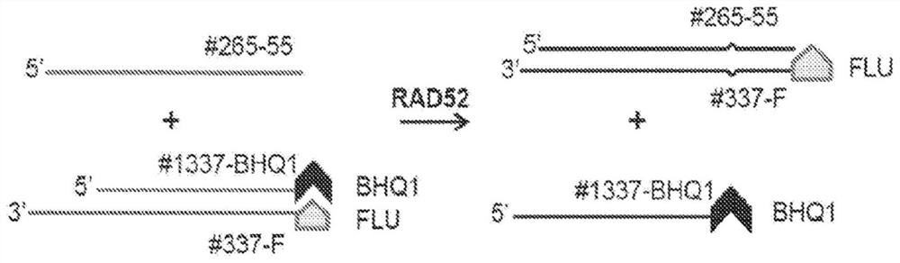 Quinoline inhibitors of RAD52 and methods of use