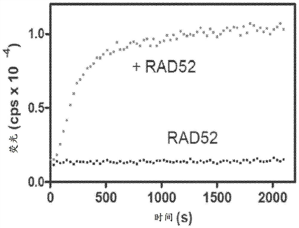 Quinoline inhibitors of RAD52 and methods of use