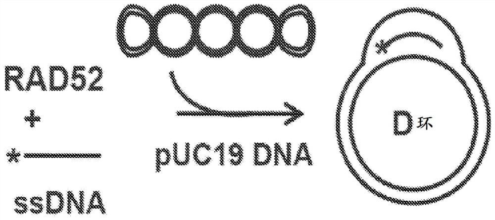 Quinoline inhibitors of RAD52 and methods of use