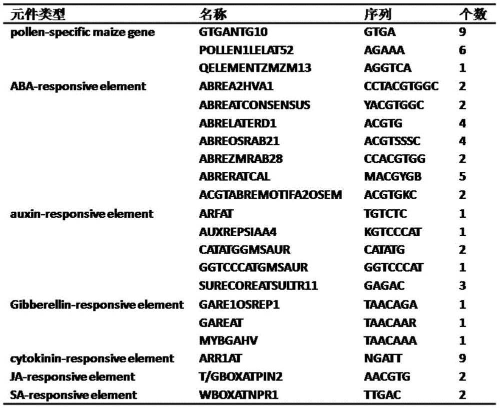 Promoter from rice and application thereof
