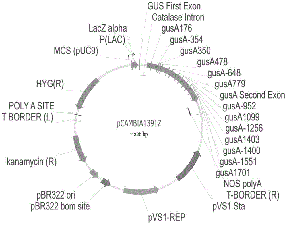 Promoter from rice and application thereof