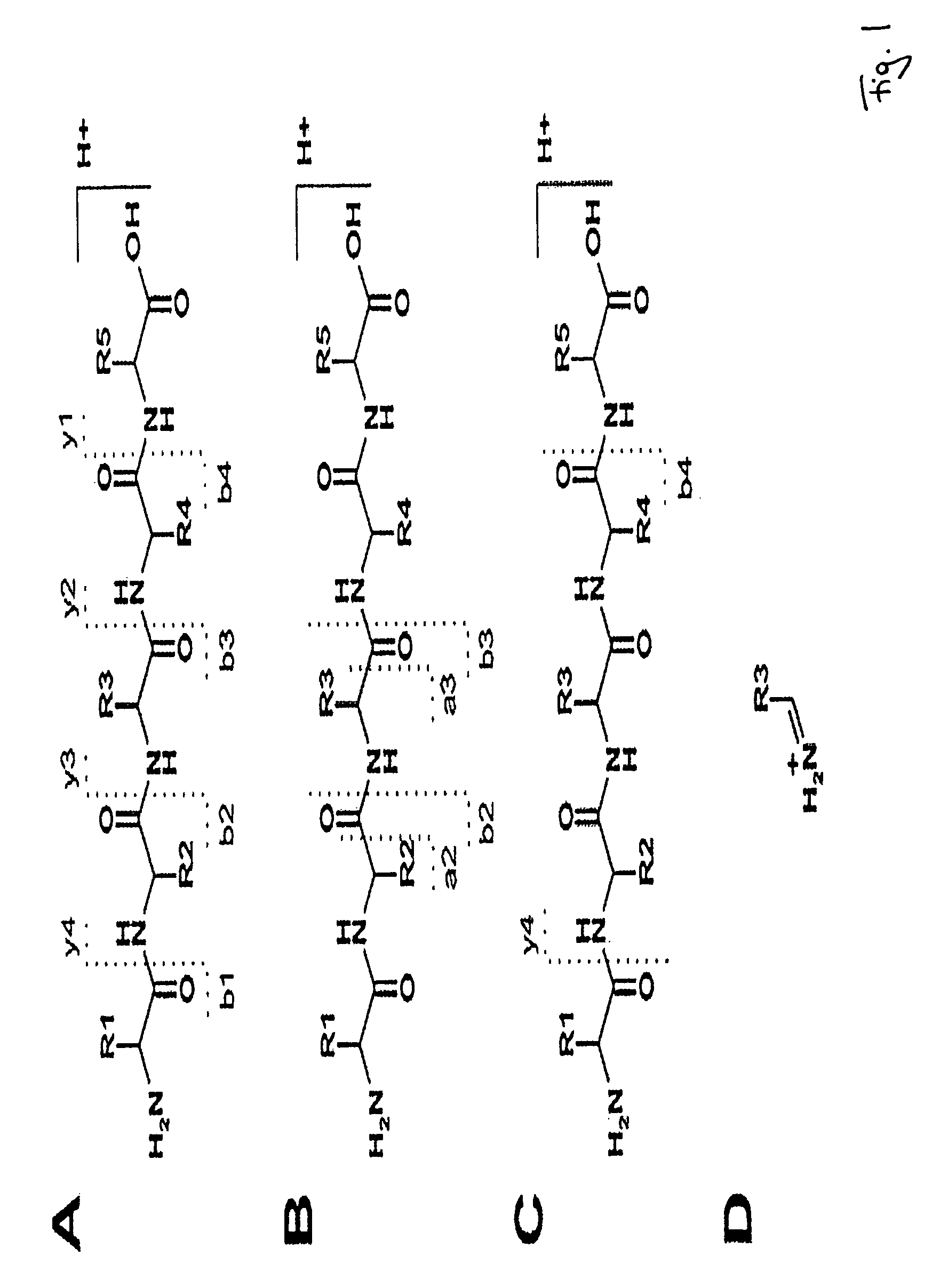 Peptide sequencing from peptide fragmentation mass spectra