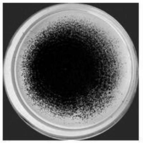 Aspergillus niger An-19 strain and its use and fermentation method for the production of lovastatin