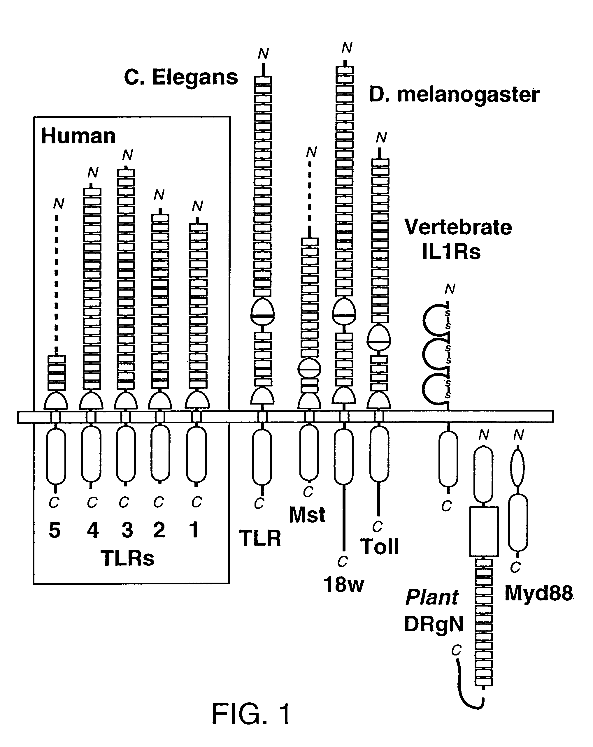 Human receptor proteins; related reagents and methods
