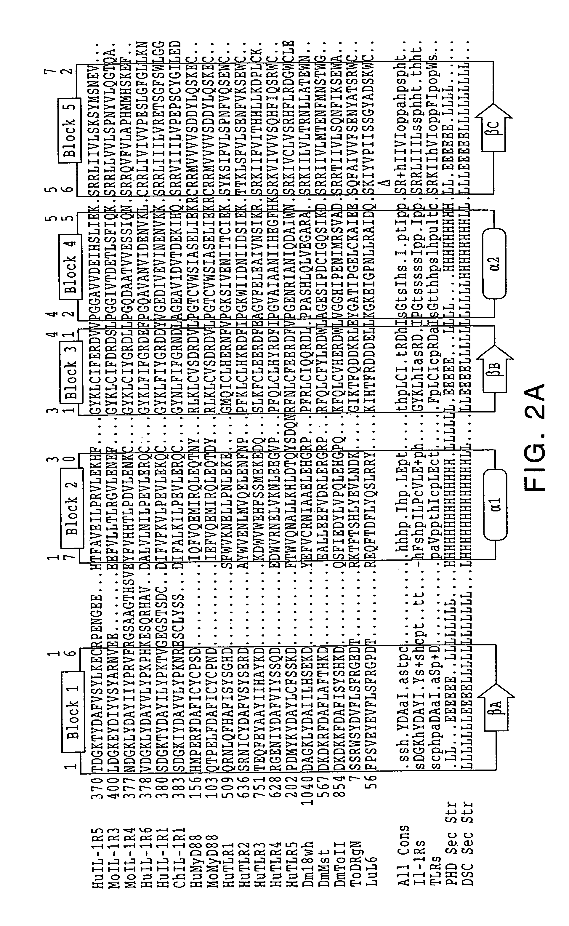 Human receptor proteins; related reagents and methods
