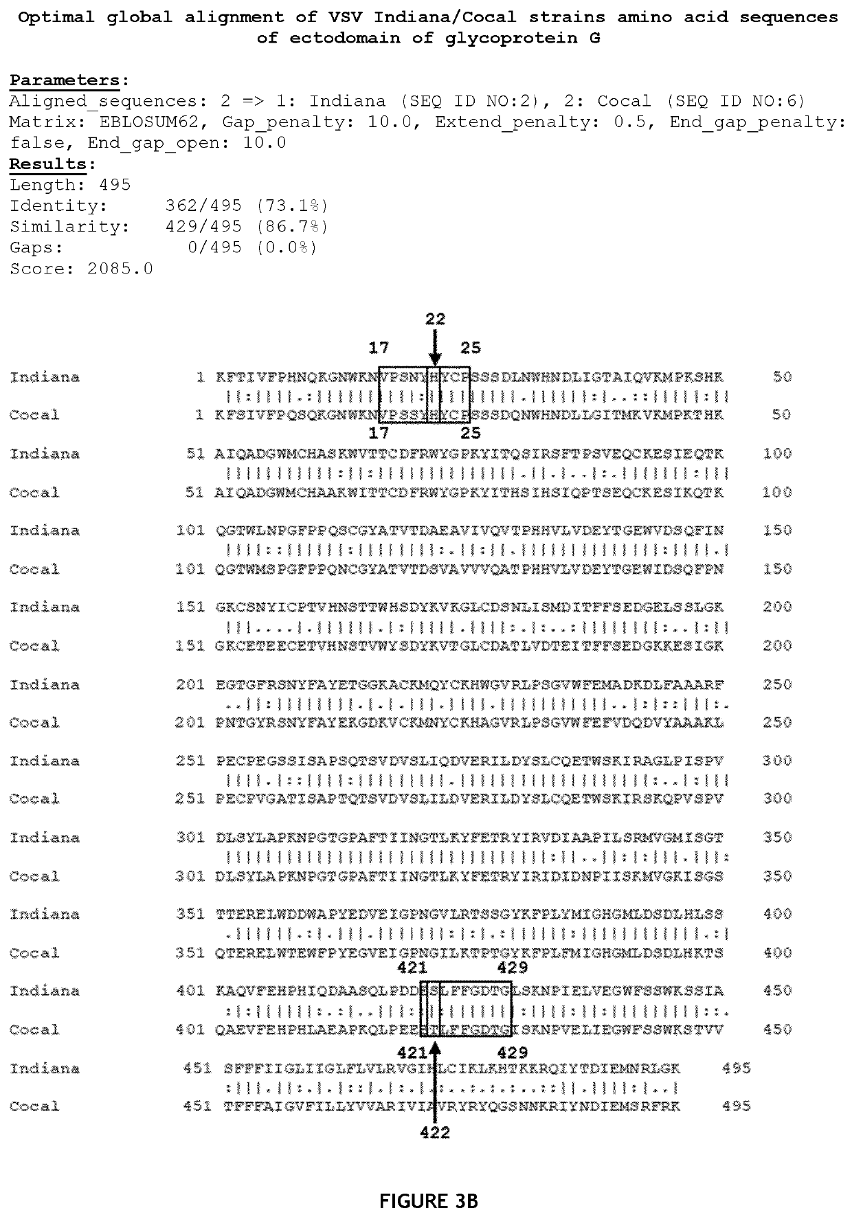 Mutant vsv ectodomain polypeptide and uses thereof