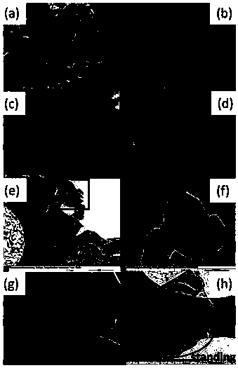 A kind of preparation method and application of visible light catalyst