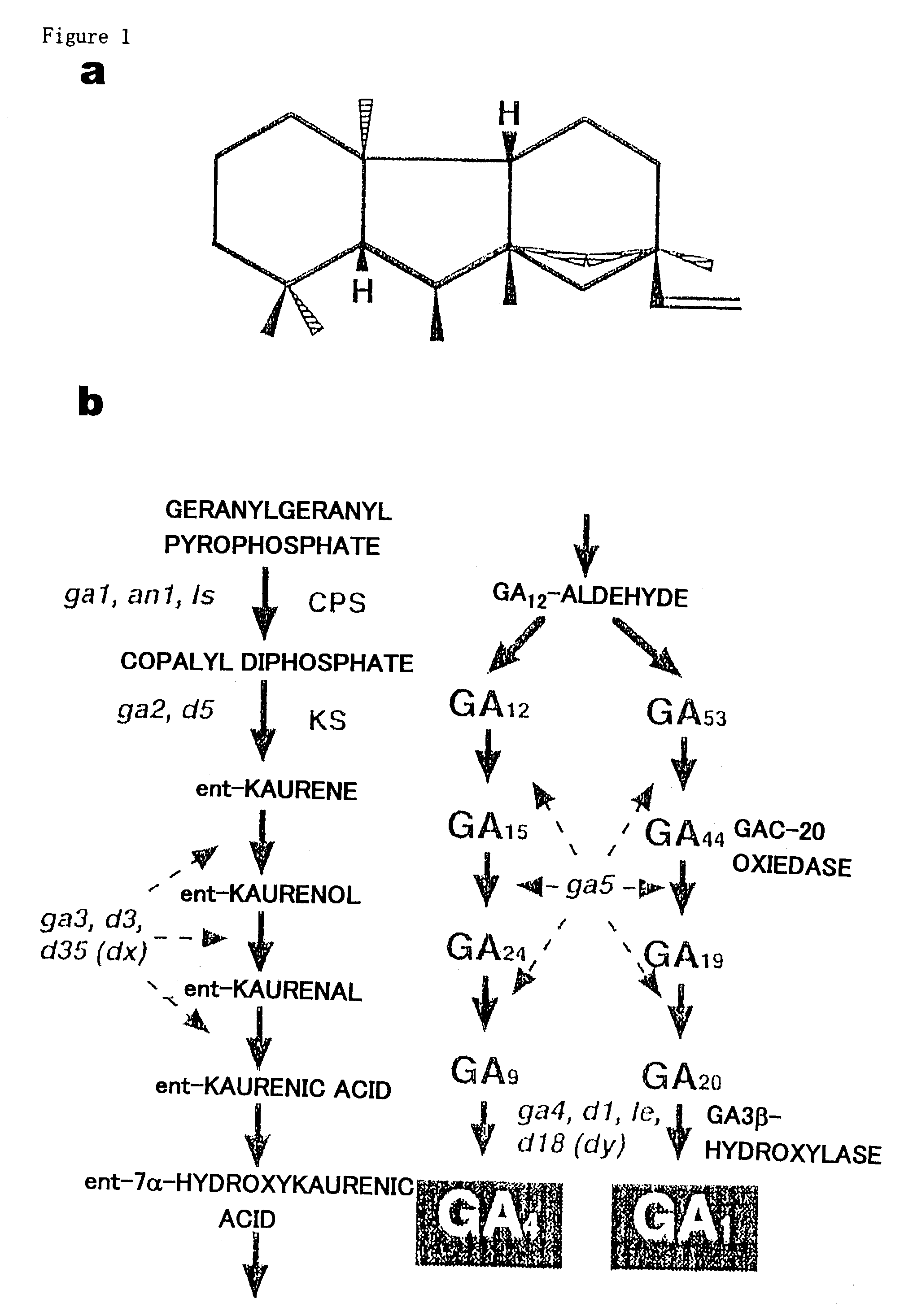 Gibberellin 3β-hydroxylase genes of rice and uses thereof