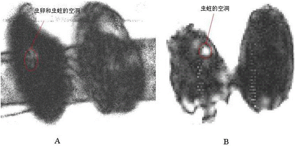 Method for detecting insect pests in stored grains by means of terahertz imaging technology