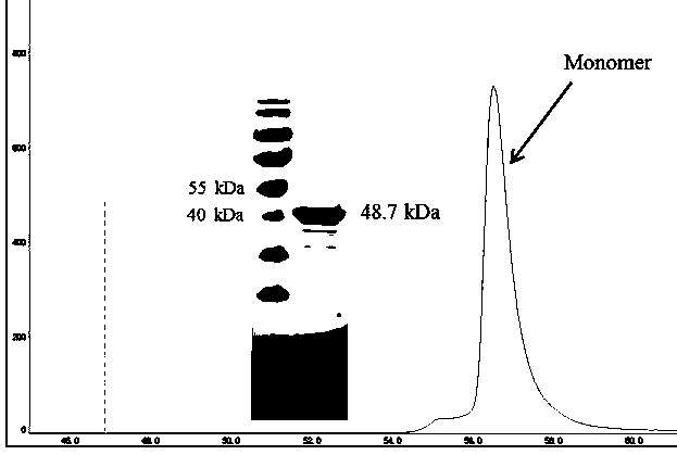 DNA (deoxyribonucleic acid) methyltransferase, and soluble heterologous expression method and isolation and purification method for DNA methyltransferase