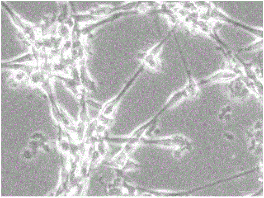 Naked mole rat DRG neuron culture method