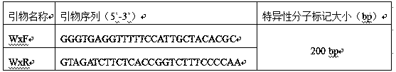 Specific primer of molecular marker of low amylose content gene Wx-mq of rice and application of molecular marker specific primer