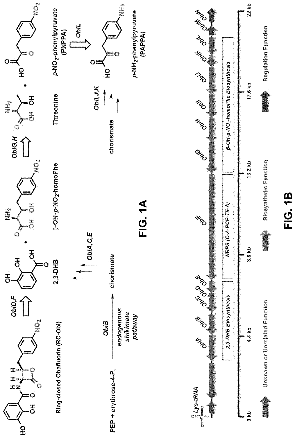 Chemoenzymatic synthesis of peptide beta-lactones and beta-hydroxy acids