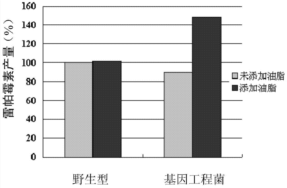 Method for increasing fermentation yield of polyketone compounds