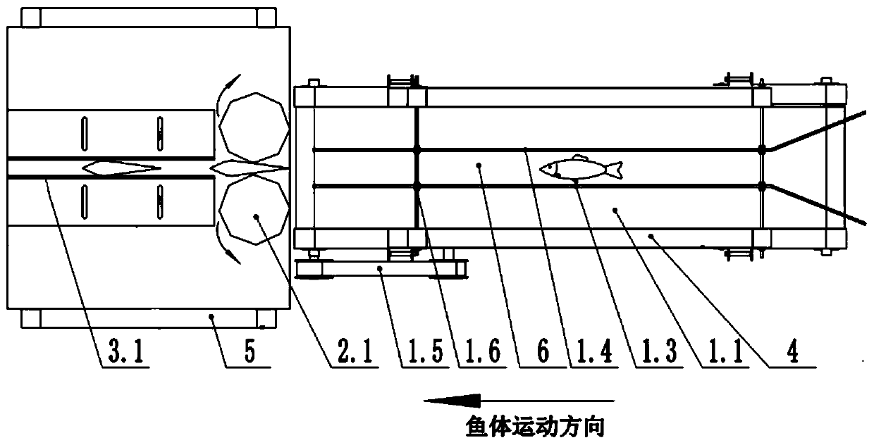 Fish belly-back oriented conveying device
