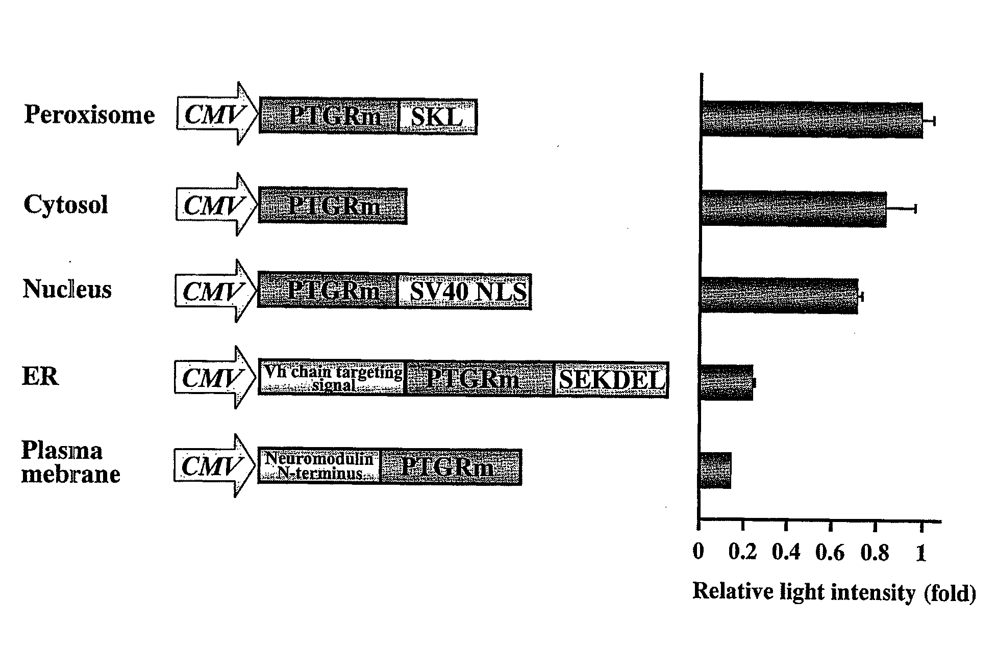 Luciferase gene optimized for use in imaging of intracellular luminescence