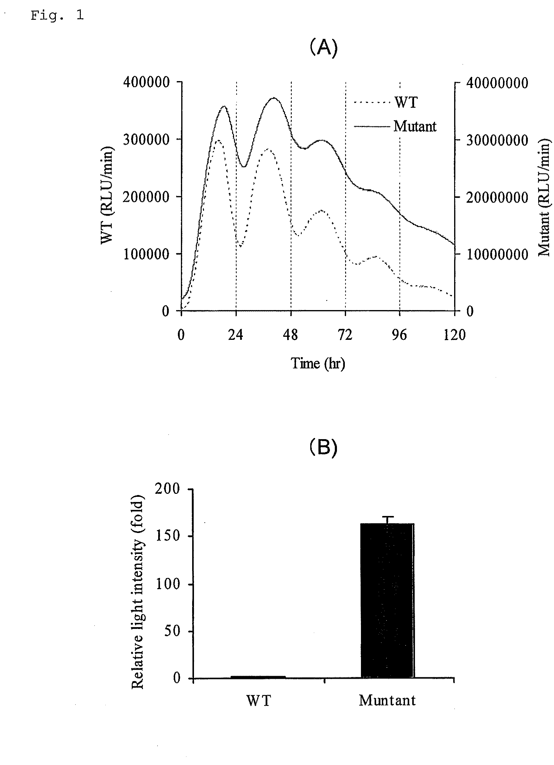 Luciferase gene optimized for use in imaging of intracellular luminescence