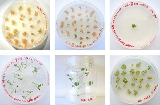 Method for genetic transformation of purple alfalfa chloroplast