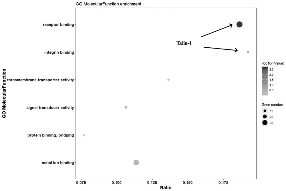 Application of urine ankle protein 1 and polypeptide fragment thereof in burns