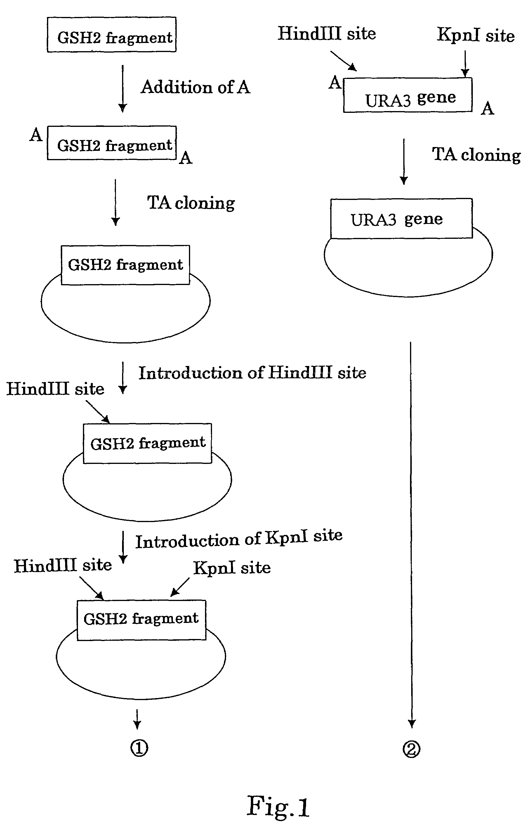 <i>Candida utilis </i>containing γ-glutamylcysteine