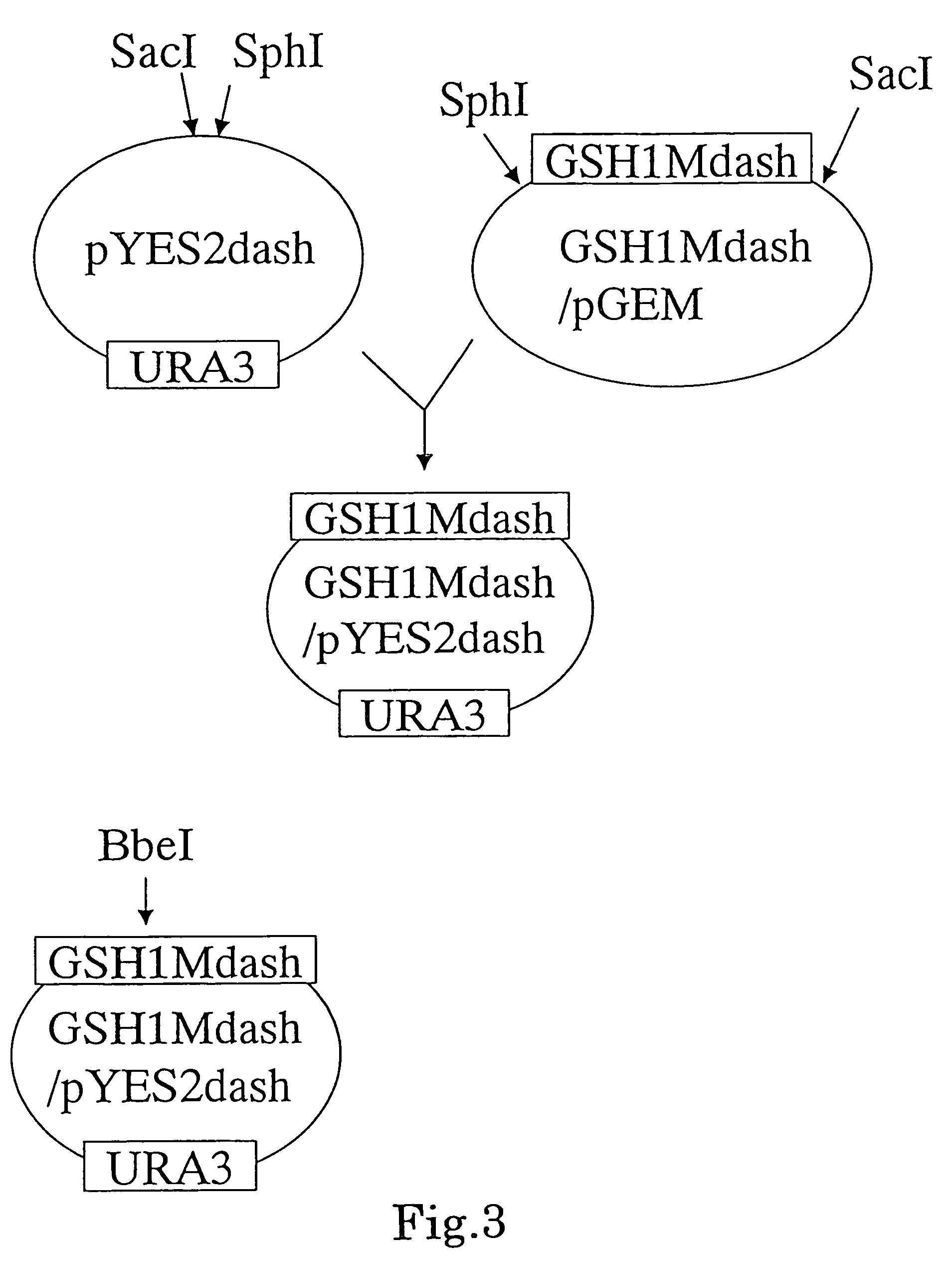 <i>Candida utilis </i>containing γ-glutamylcysteine