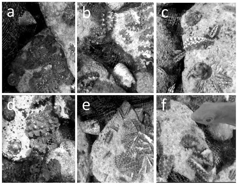 A method for controlling the outbreak of filamentous algae in large-scale production of giant clam seedlings