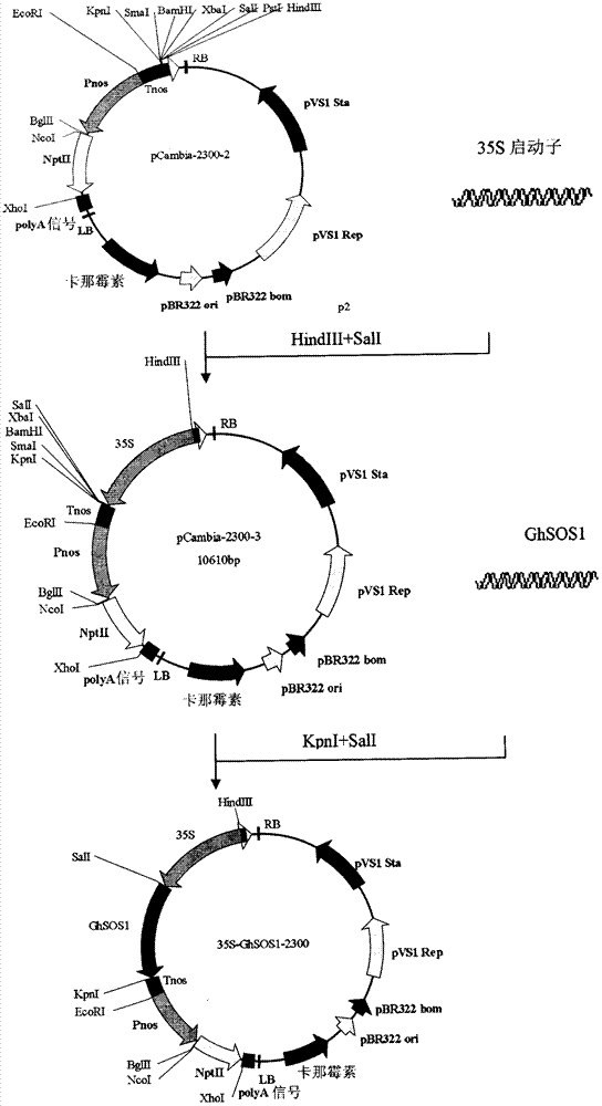 A cotton ion channel protein and its coding gene and application