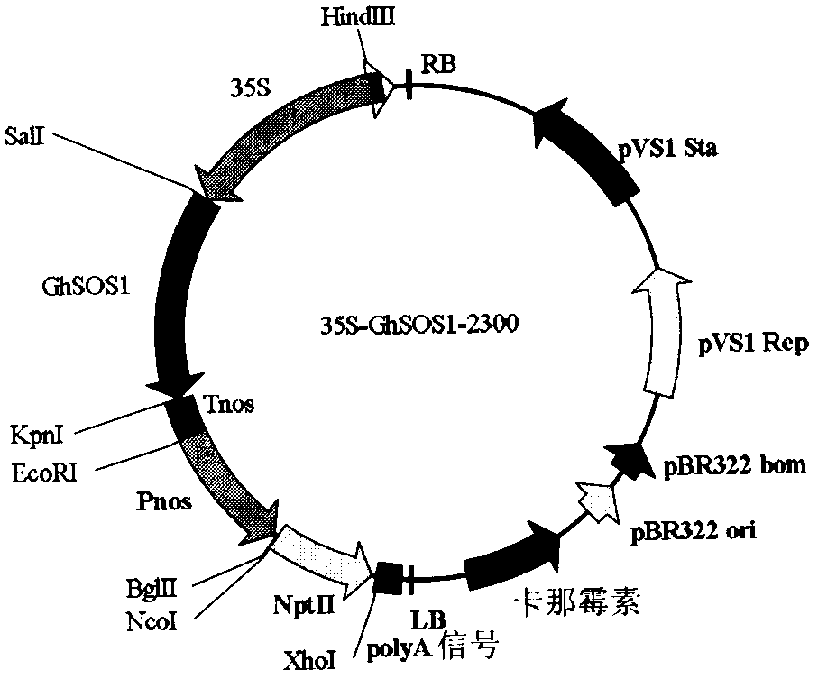 A cotton ion channel protein and its coding gene and application