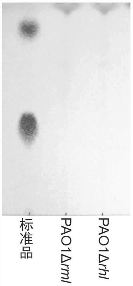 Method for catalytically synthesizing rhamnolipid by using exoenzyme