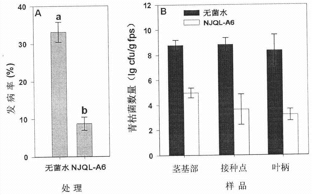 Microorganism plant vaccine capable of controlling tomato bacterial wilt disease