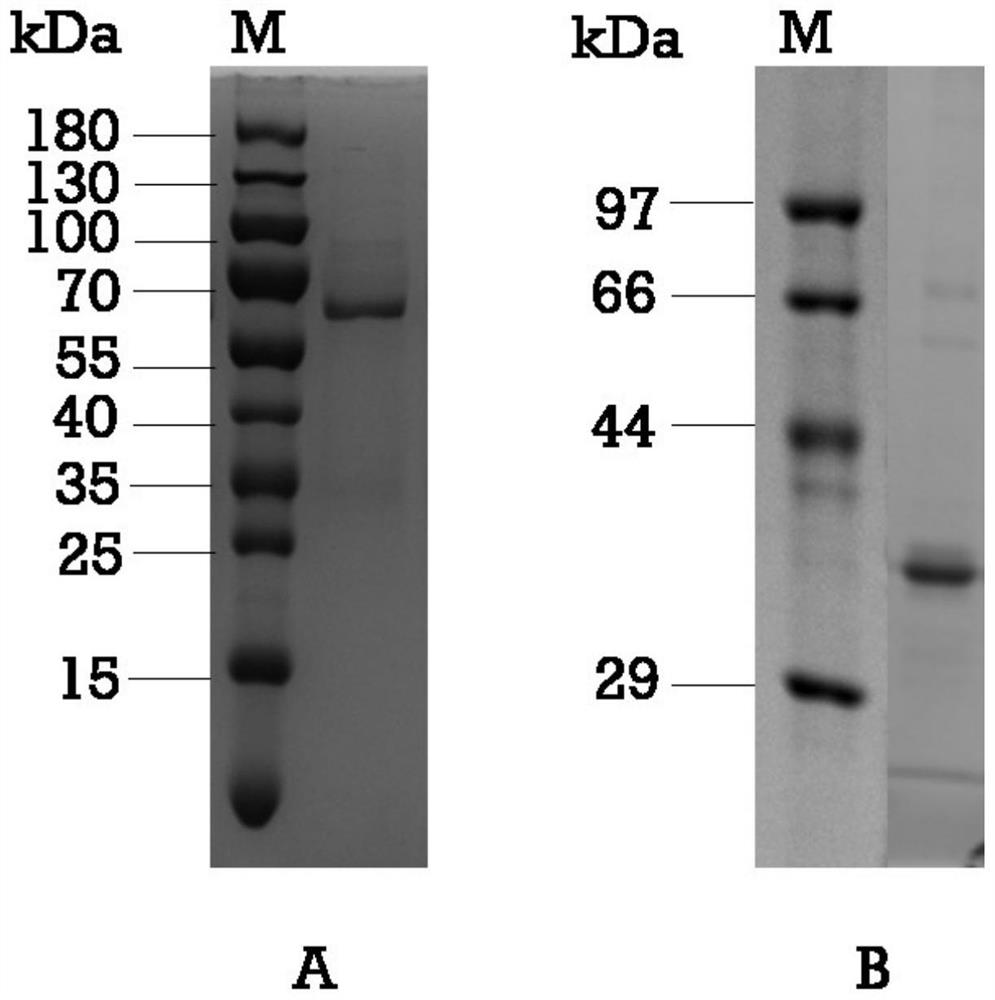 Hybridoma cell line 3g7 1B10, anti-GII.4 type norovirus P protein monoclonal antibody and application